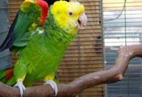 Папугай амазон: водгукі ўладальнікаў і тонкасці ўтрымання