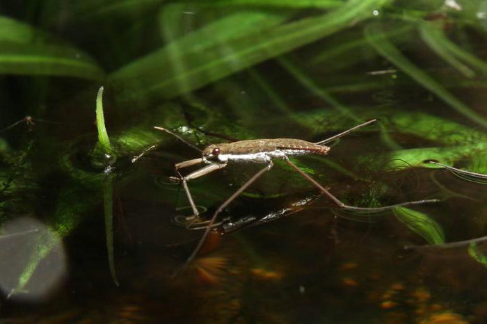does a water Strider insect photo