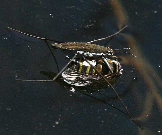 водомерка insecto descripción