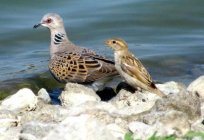 Interessante Fakten über Vögel: warum Sparrow nicht gehen, aber springen?