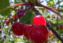 Cómo plantar cerezas en primavera: consejos y recomendaciones