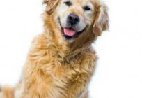 W jakim wieku rozpoczyna się ruja u psa, ile idzie?