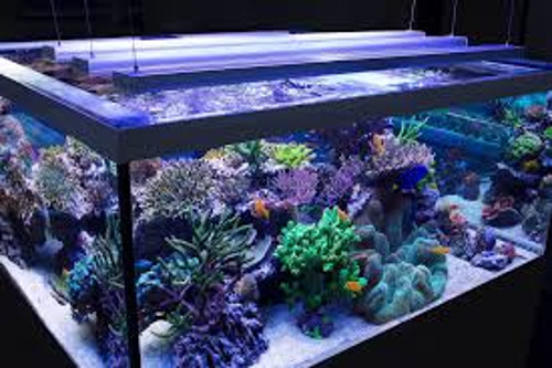 a Iluminação do aquário lâmpadas fluorescentes