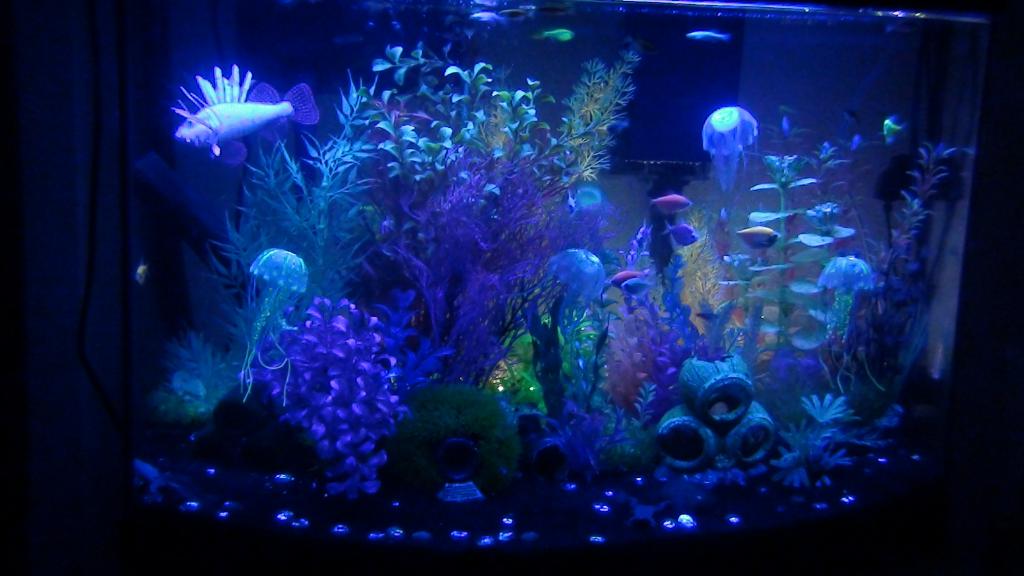 a Iluminação do aquário актиническими lâmpadas