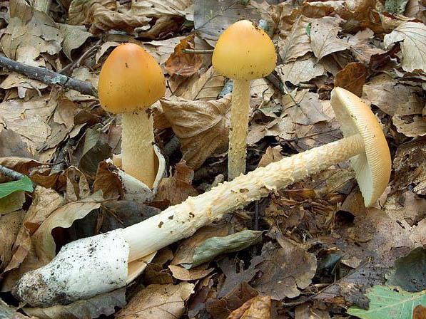 mushrooms takachika