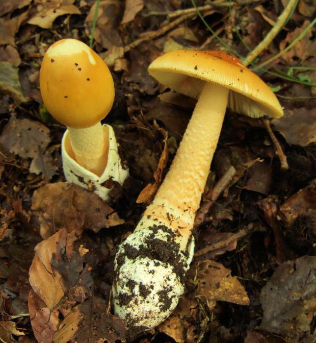 cogumelos толкачики foto e a descrição