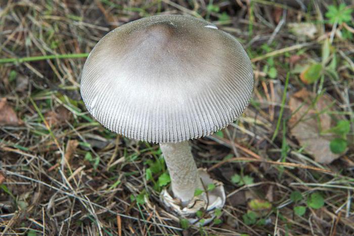 mushrooms takachika photo