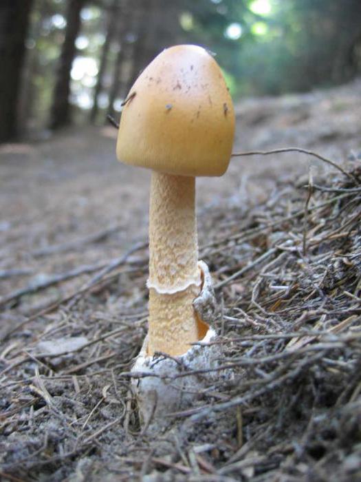 cogumelos толкачики foto e uma descrição falsa