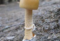 Pilze толкачики: wichtige Tipps für Pilzsammler