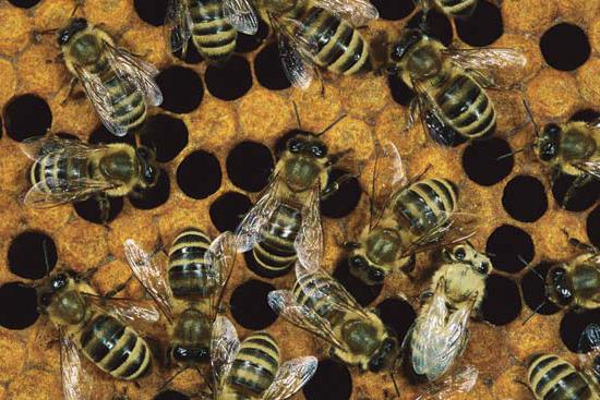 las abejas obreras son