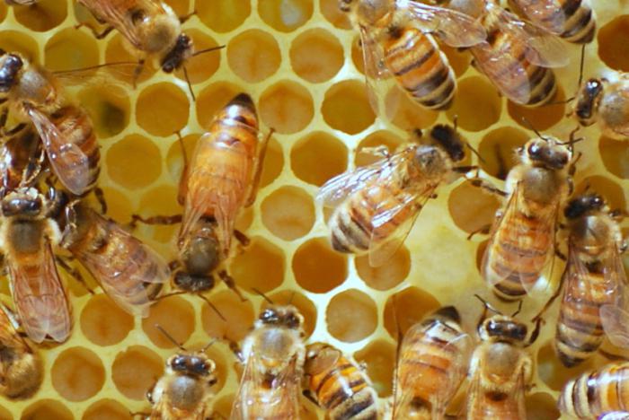робочі бджоли є самками
