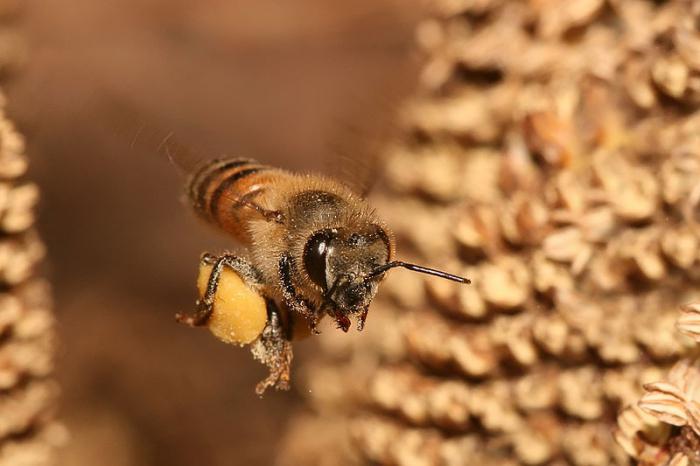 las abejas obreras son quienes