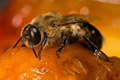 sexo de trabajo de la abeja