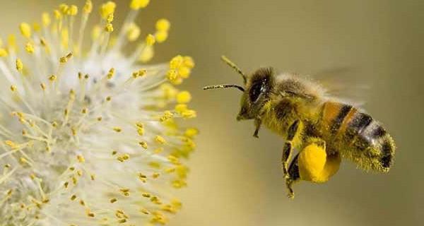 el trabajo de la abeja de la apicultura para principiantes