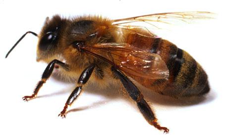 склад бджолиної сім'ї та її особливості