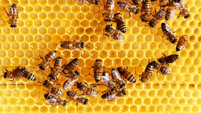 la interpretación de la expresión de la abeja de trabajo