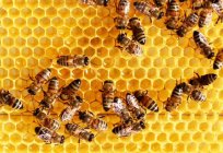 Las abejas obreras son ¿por quién? De qué sexo de trabajo de la abeja? La composición de abejuno de la familia