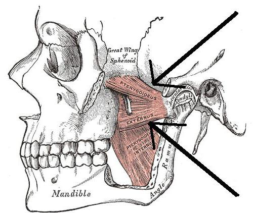 pterygoideus lateralis