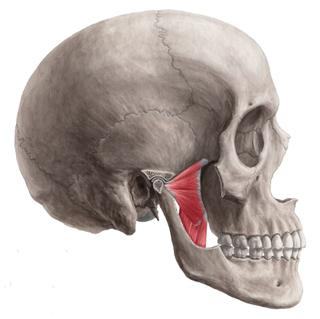 pterygoideus lateralis beginnt vom Knochen