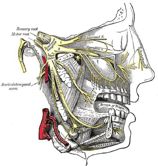 lateral pterygoid muscle photo