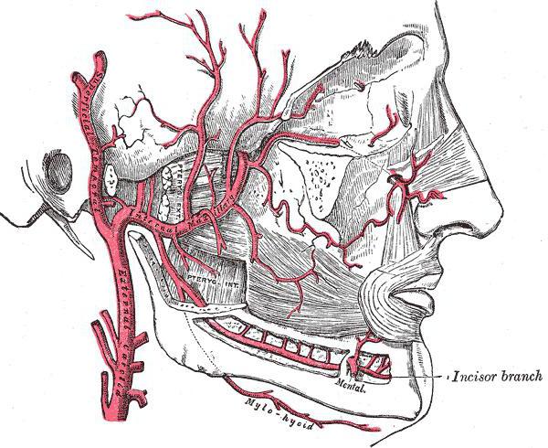 lateral pterygoid muscle functions