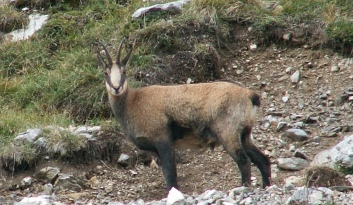 mountain antelope