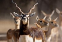 Ұқсастығы мен айырмашылықтары жануарларды бір түрі: антилопа гну, серна, гарна