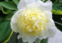 Peony Primavera: features of care and description of the plant