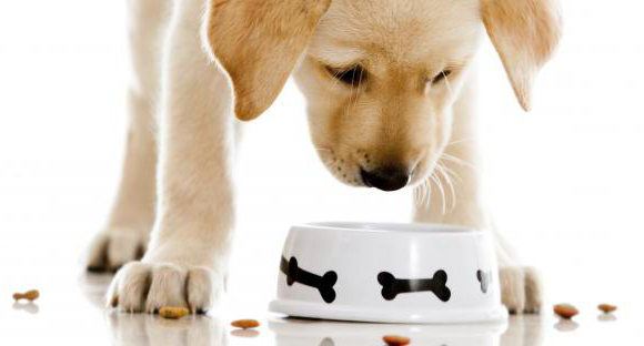 food biomill for dogs