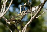 The cuckoo chick: description, photo. Why, and what of the nest the cuckoo lays eggs?