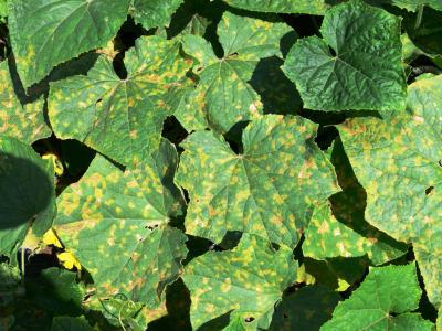 Yellow spots on the leaves of cucumber
