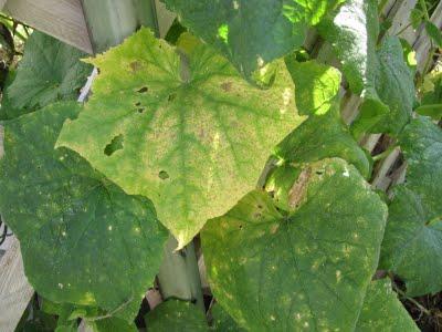 leaves cucumbers yellow stains