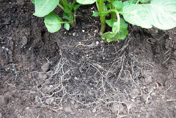 sadzenie ziemniaków na митлайдеру zdjęcia