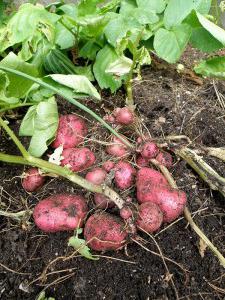 mittleider طريقة زراعة البطاطا