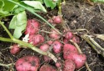 La plantación de patatas Митлайдеру: los clientes. El esquema de cultivo de patatas de Митлайдеру