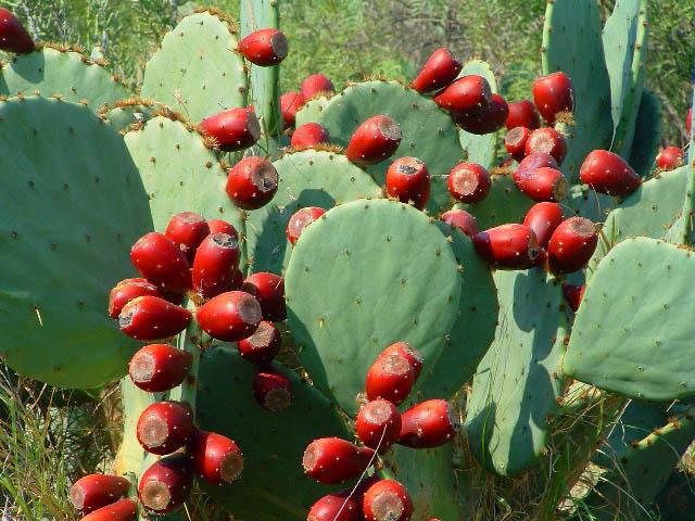што мексіканцы выраблялі з кудзелістай драўніны кактусаў
