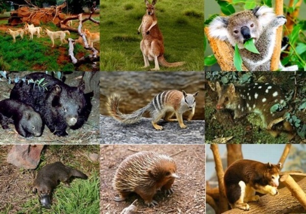 Animales de australia