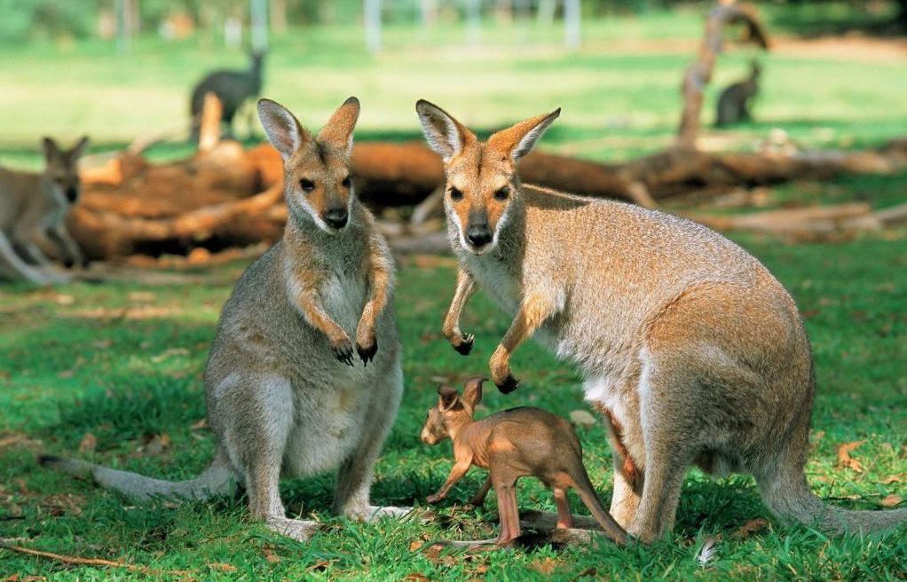 Аўстралійскія кенгуру