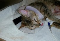 Пиометра los gatos: causas, síntomas, tratamiento y prevención de
