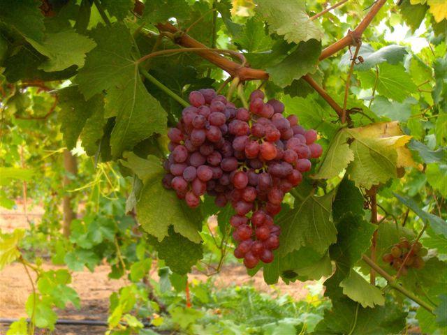 grape Varieties for Siberia