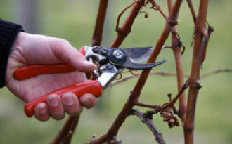 Przycinanie winogron krzewów