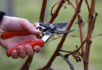 نصائح حول كيفية زراعة العنب في سيبيريا