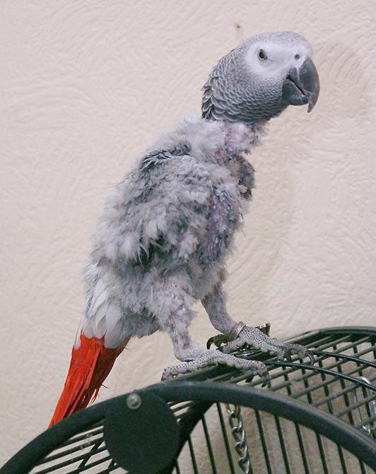 Tick parrot