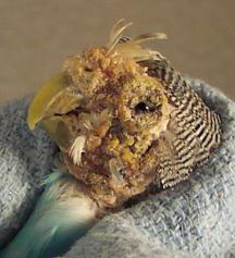 parrot mite how to treat