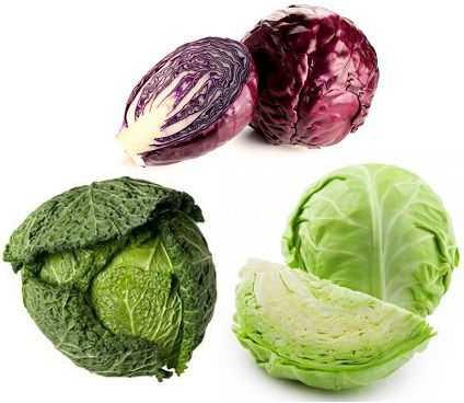 cabbage: a variety