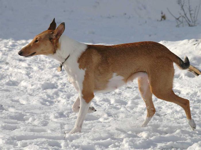 smooth-haired collie