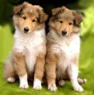 long-haired collie puppies