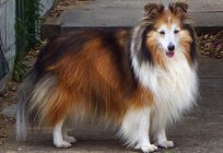 A collie dog. Breed of collie dogs: photo. Dwarf Collies