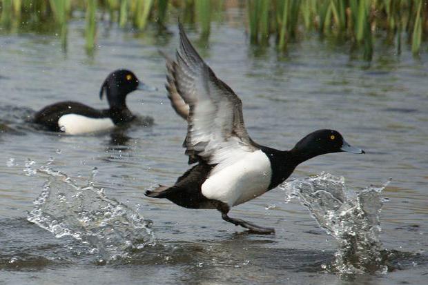 tufted duck food