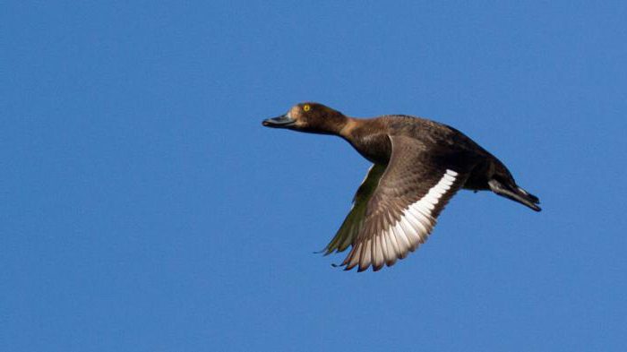 tufted duck photo